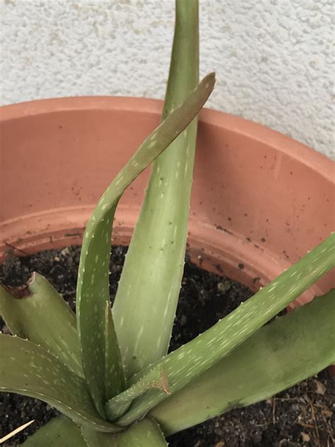 how much water for aloe vera plants